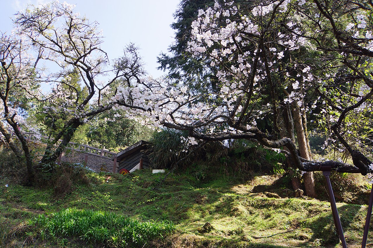 아리산 삼림유원지