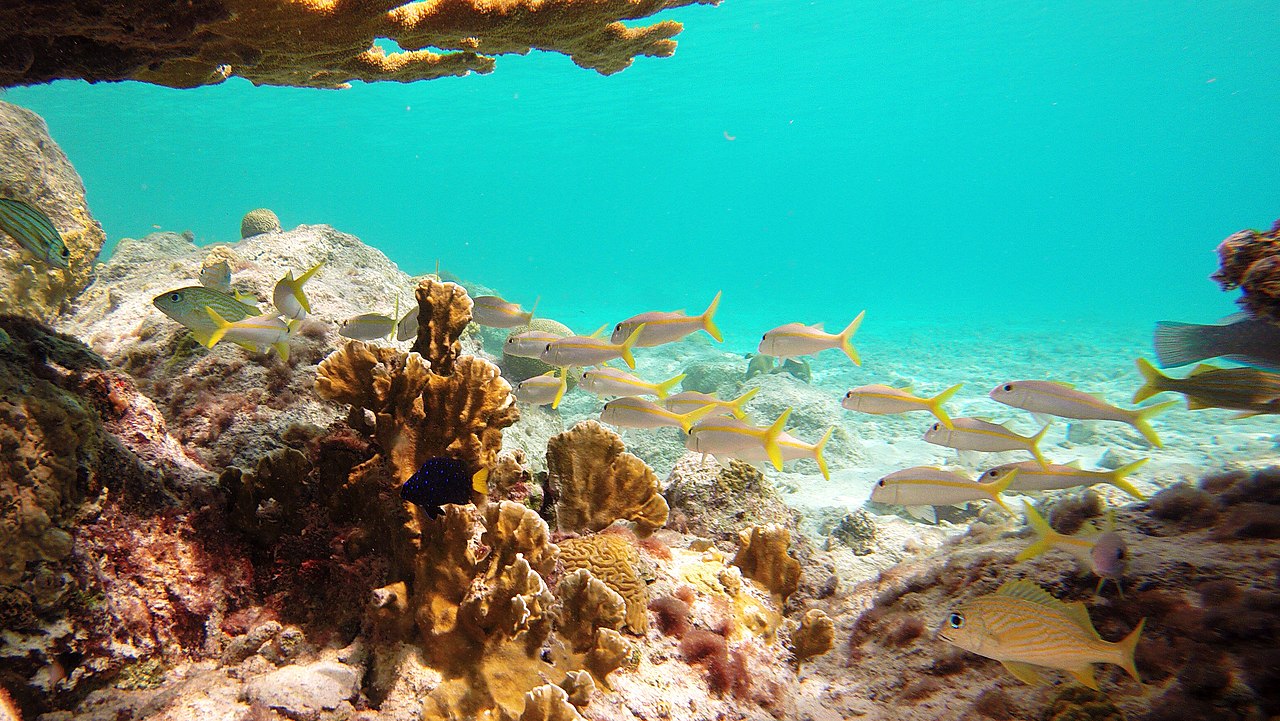 바리리프 (보네르)