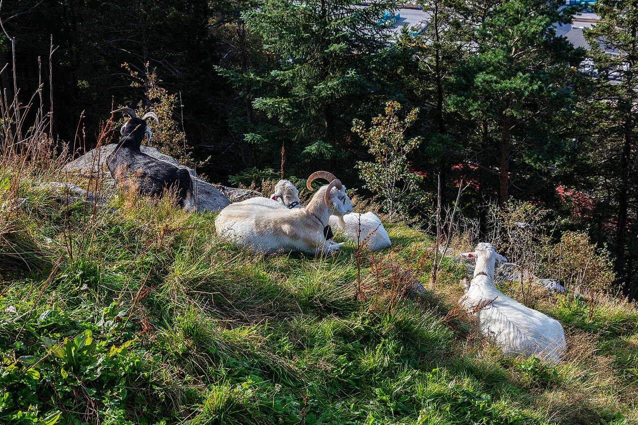 플뢰이엔 산 (플뢰이바넨)