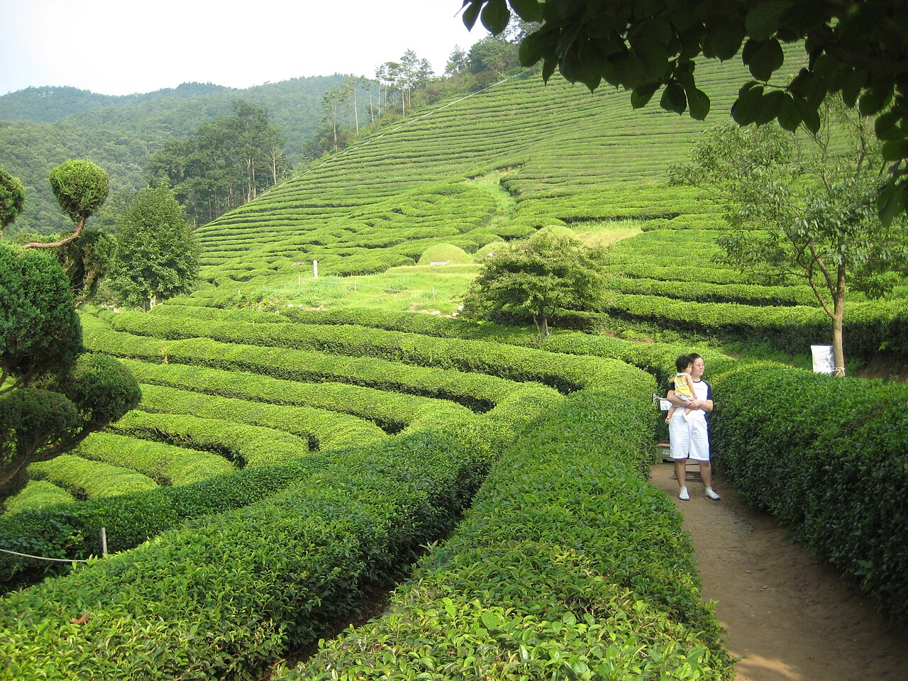 보성 녹차밭(대한다원)