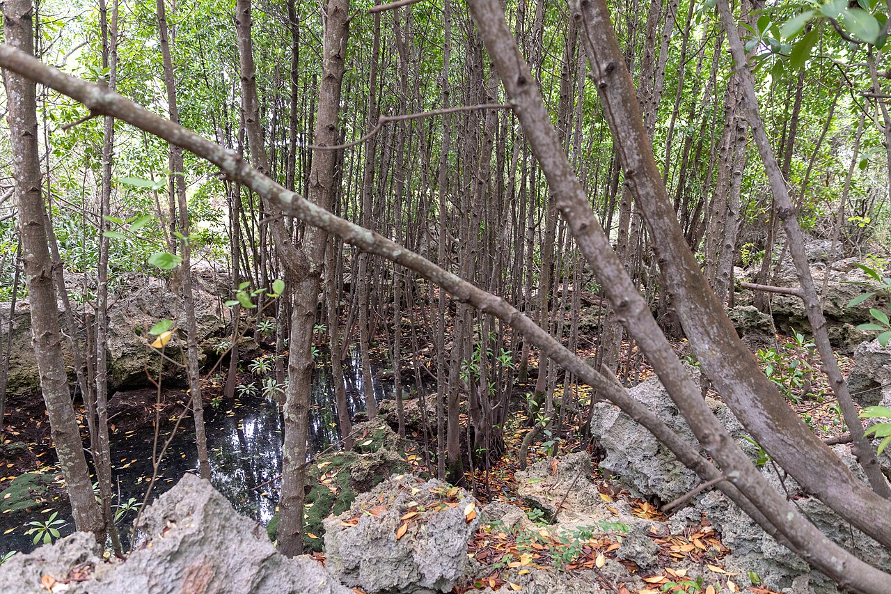 춤베섬 산호공원 (잔지바르)