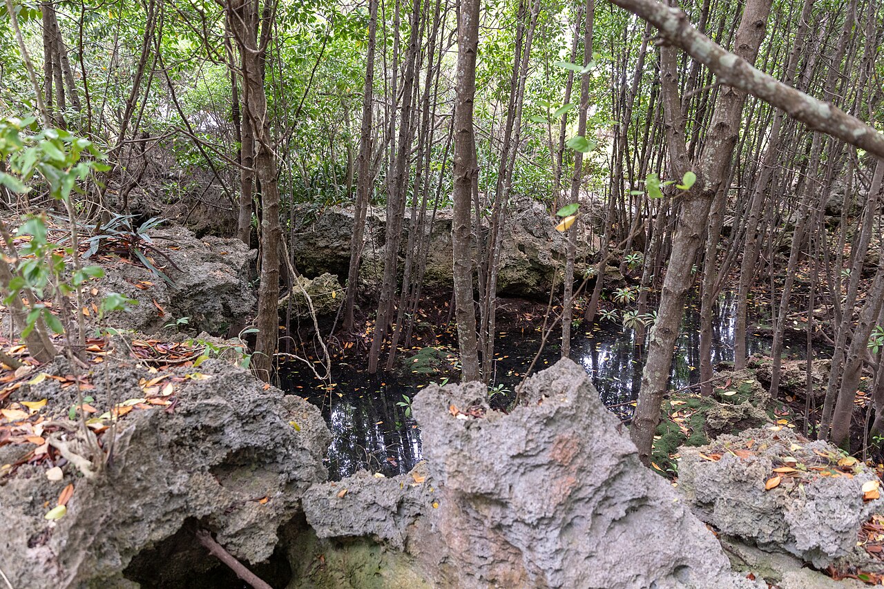 춤베섬 산호공원 (잔지바르)
