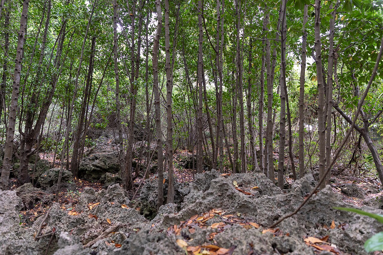 춤베섬 산호공원 (잔지바르)