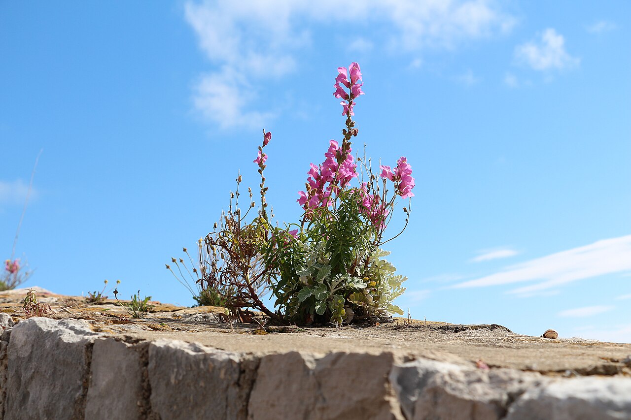 두브로브니크 성벽 산책로