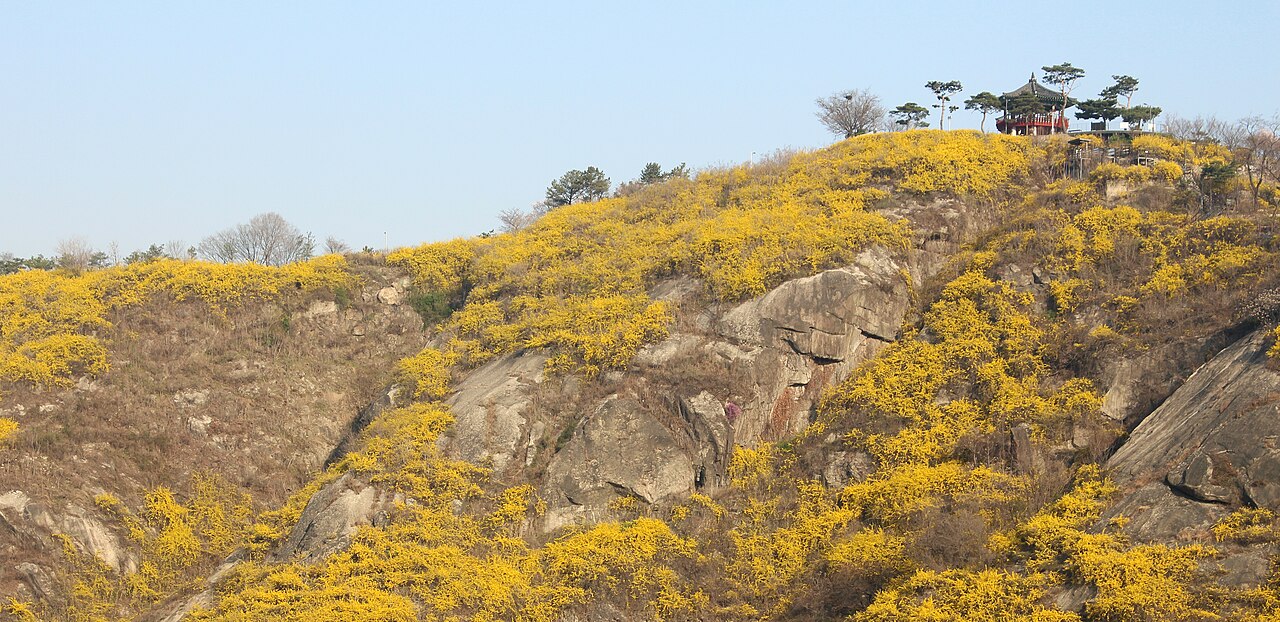 응봉산