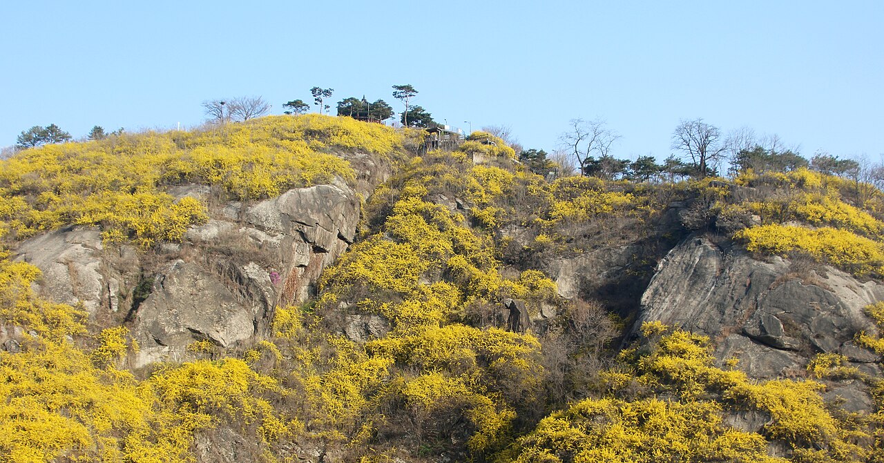 응봉산