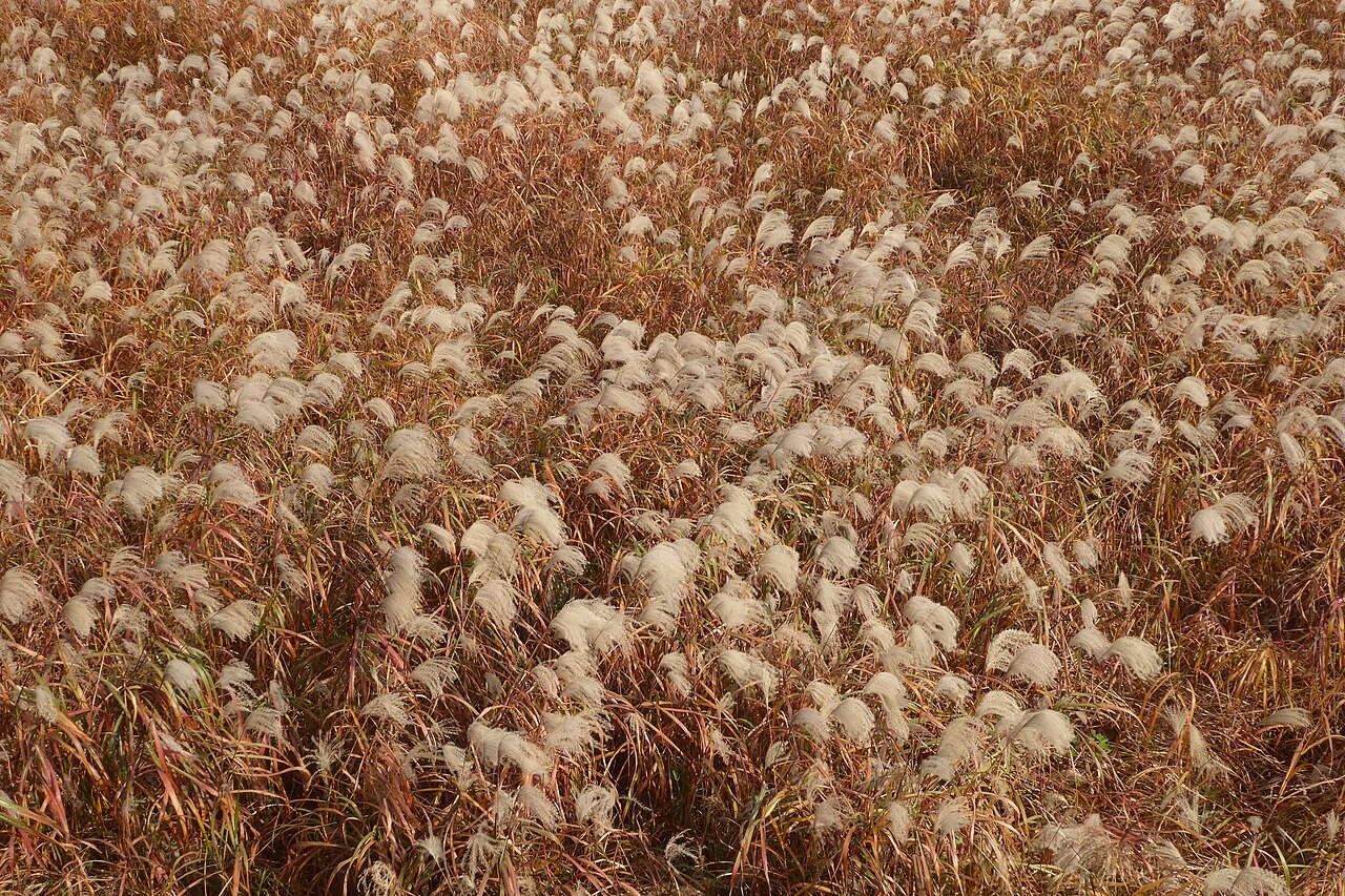 하늘공원