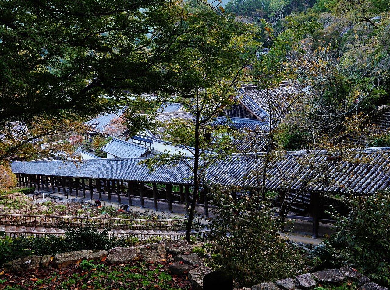 하세데라