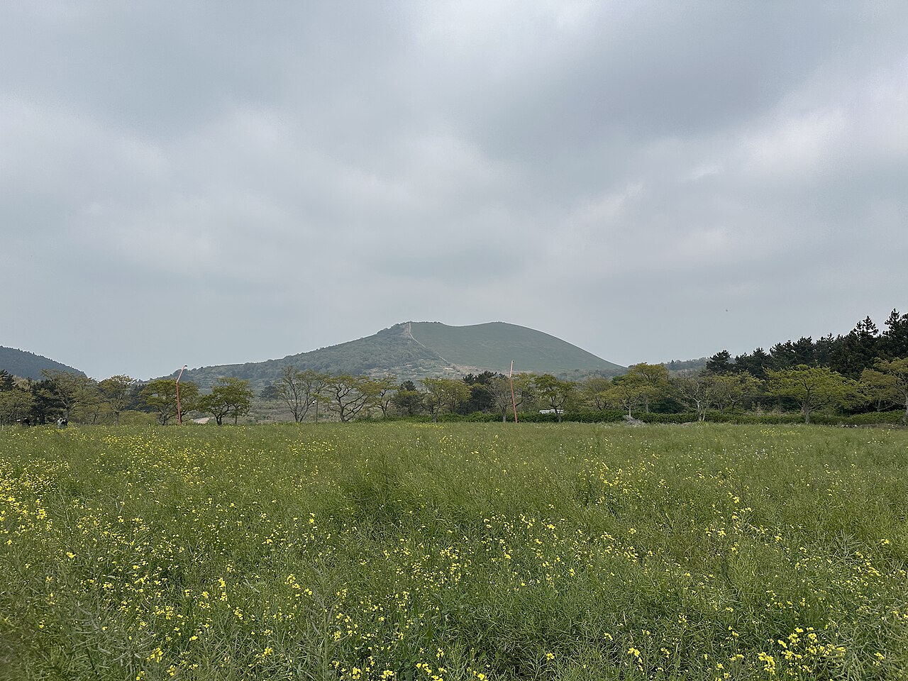 제주 새별오름