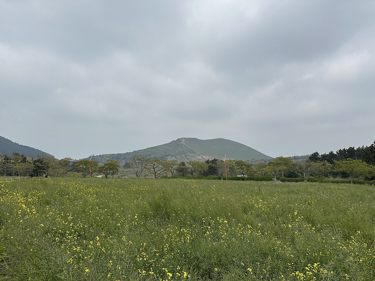 제주 새별오름