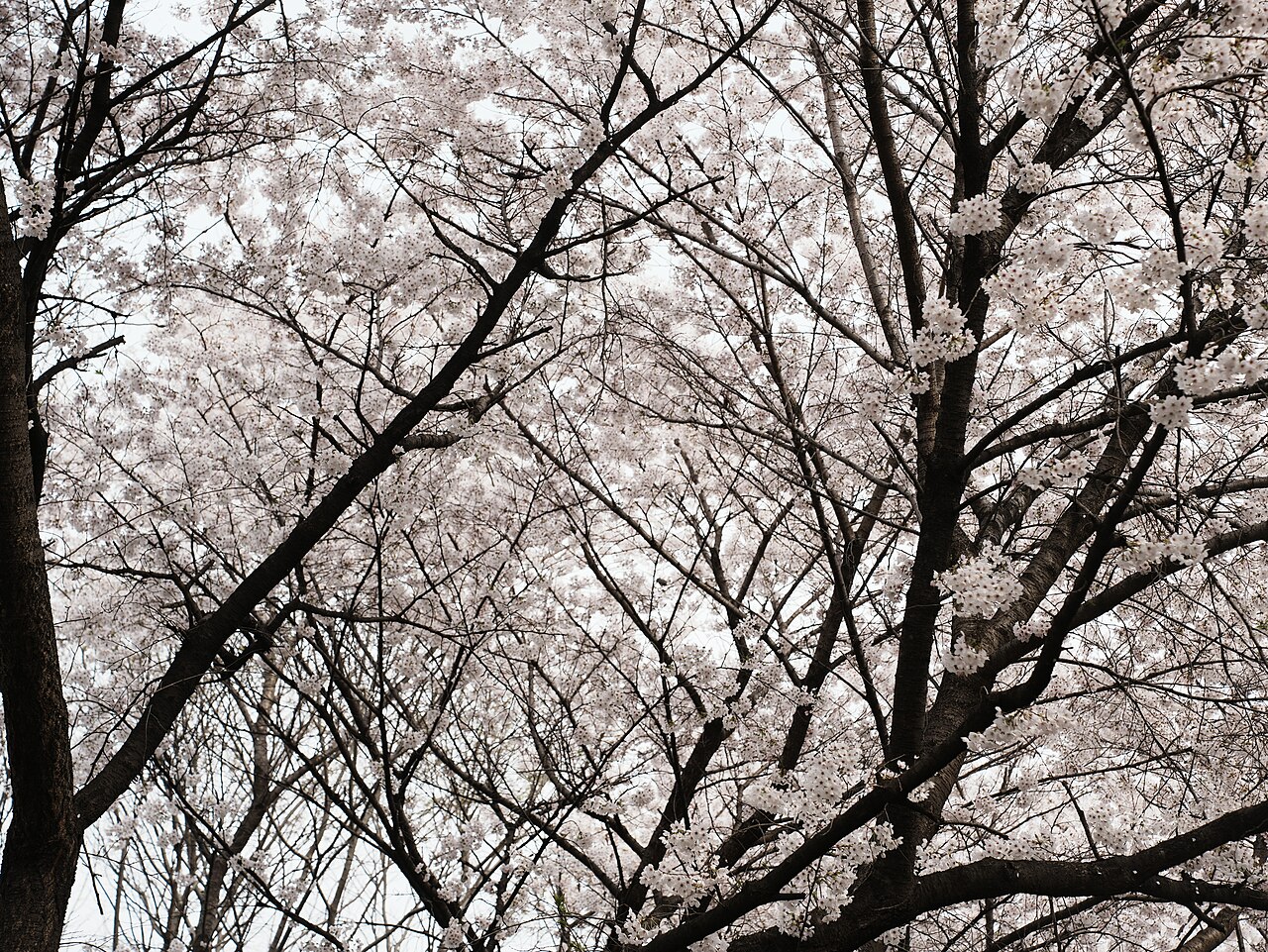 서울숲