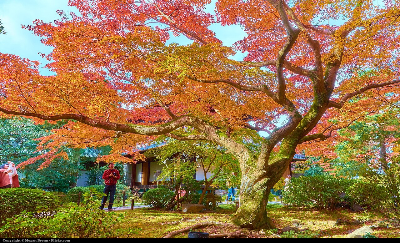 쇼렌인