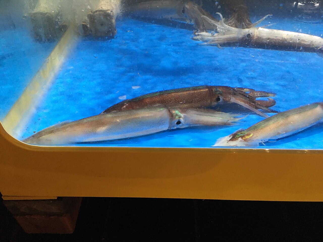 속초관광수산시장