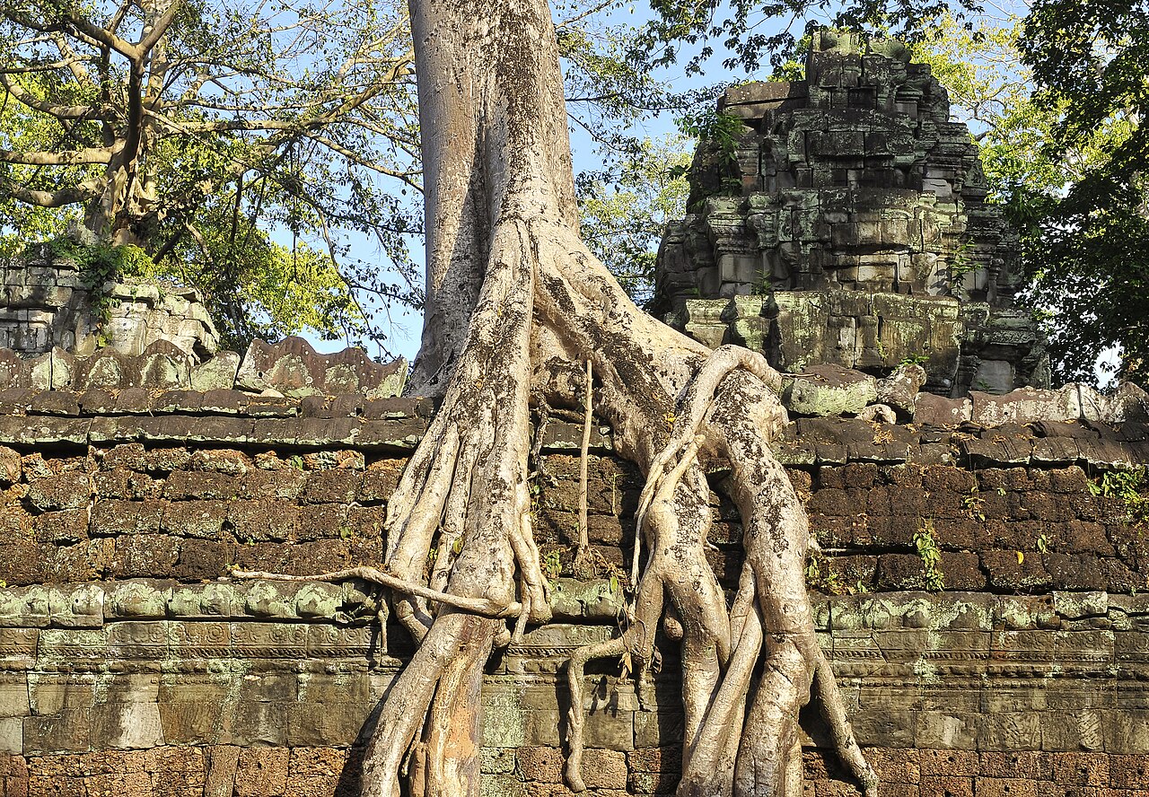 타프롬